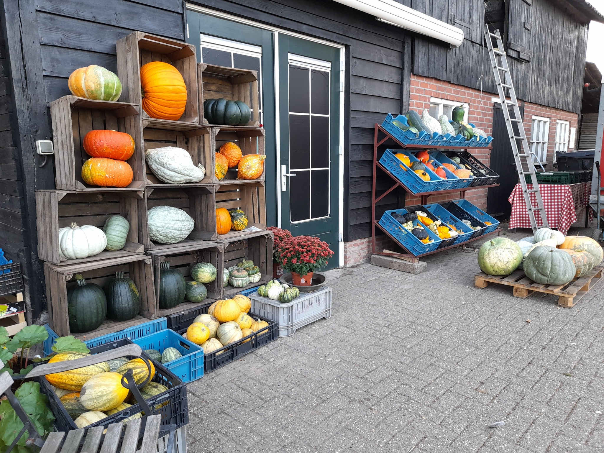Pompoenen en Kalebassen van Lensink Aardappelen Aalten